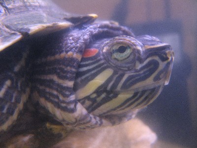 Turtle Chapa