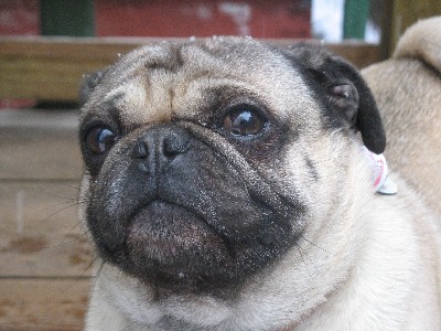 Pug Coco