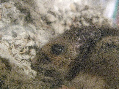 Mouse
