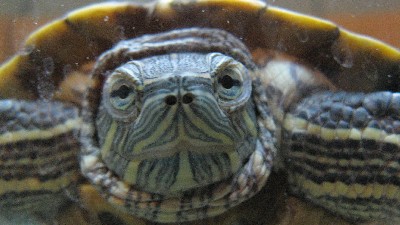 Turtle Tyapa